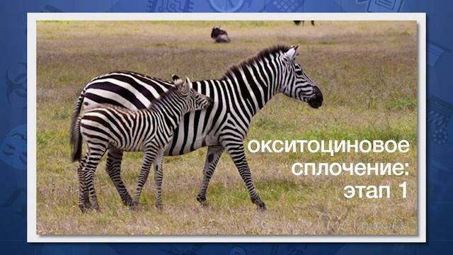 Разклады Тавистокского института