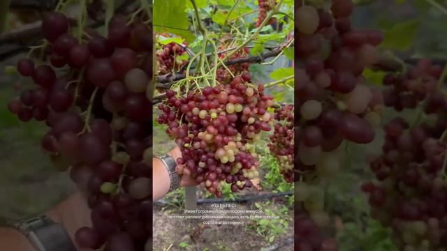 больше обзоров в инстаграм #мозырь #питомникрастений #садогород
