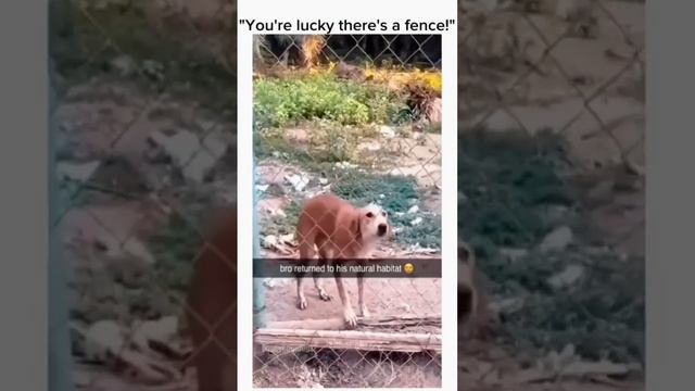 Funny animals.mp4