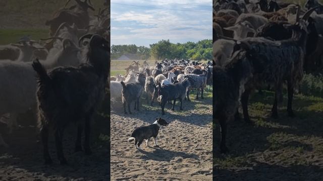 пуховые платки от производителя