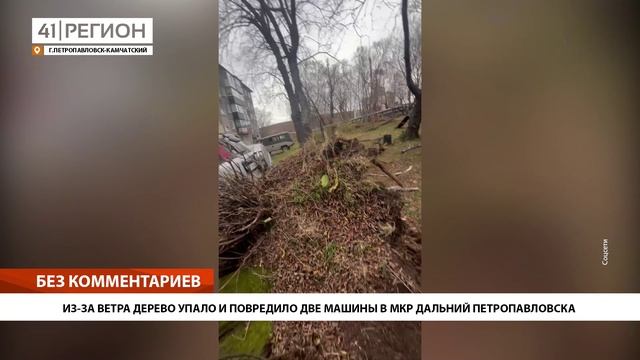 ИЗ-ЗА ВЕТРА ДЕРЕВО УПАЛО И ПОВРЕДИЛО ДВЕ МАШИНЫ В МКР ДАЛЬНИЙ ПЕТРОПАВЛОВСКА • БЕЗ КОММЕНТАРИЕВ