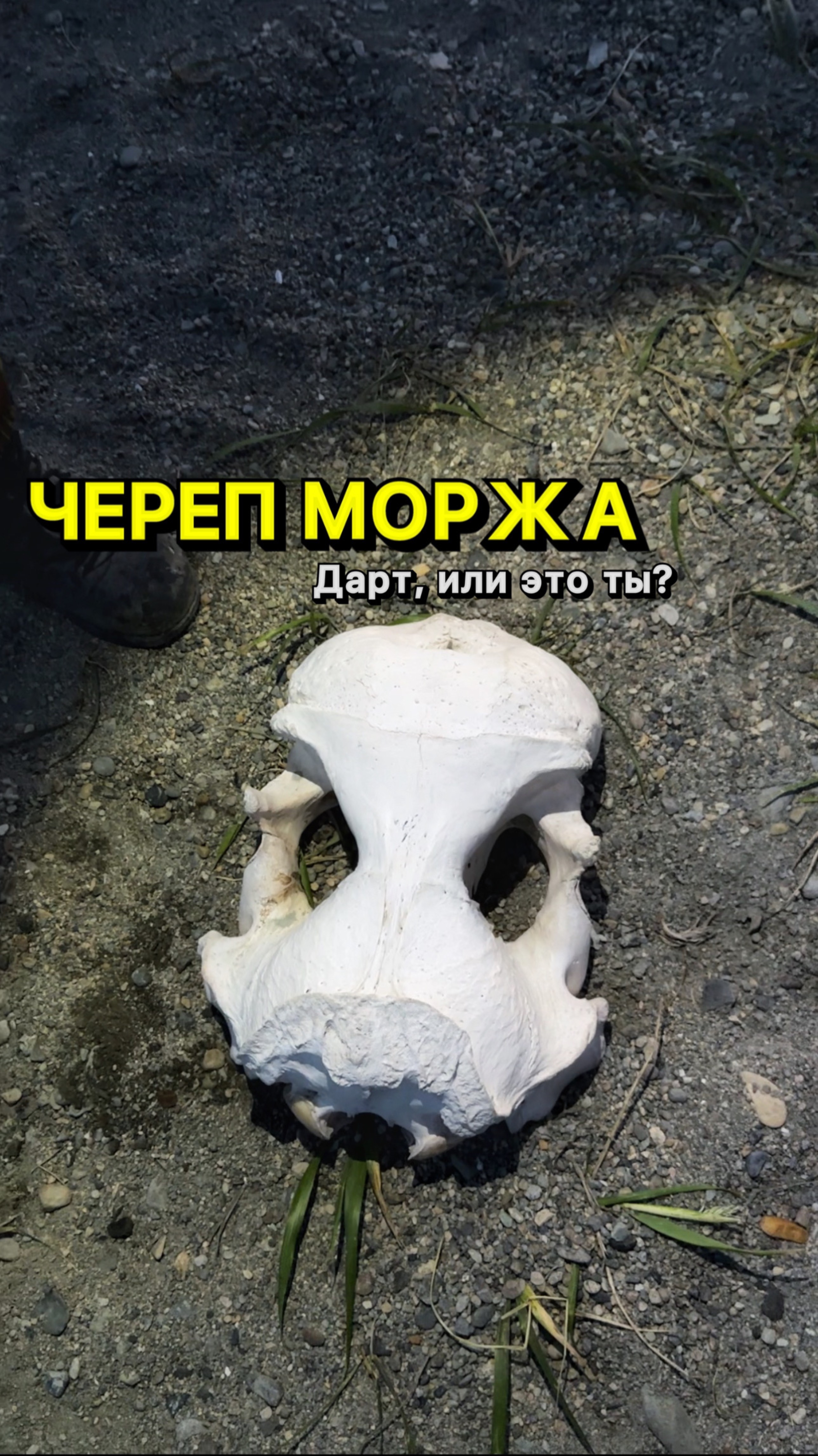 Нашли на Чукотке череп моржа