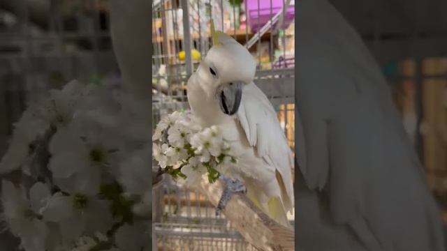 Какаду желтохохлый , контактный самец , по вопросам приобретения+79181817775