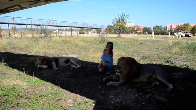 Как у льва Гека нашли точку ДЖИ ,чтобы разбудить :))))