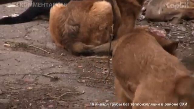 Раскрыт секрет «аномального тепла» на улицах