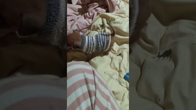 Милка резвится