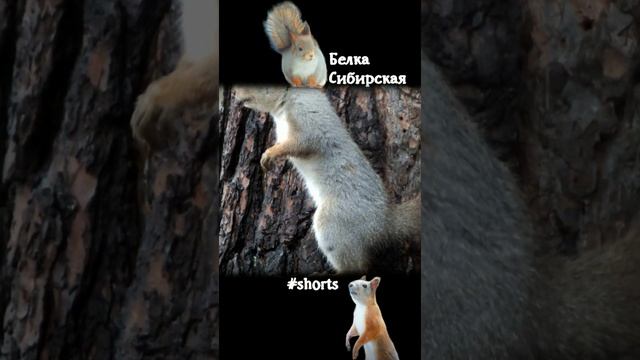 Белка встает на задние лапки