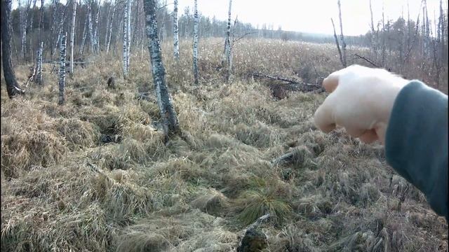 УЖАС! Бобры косят деревья. Осторожно, работает лесопавал. Бобриное логово. Рай бобров.