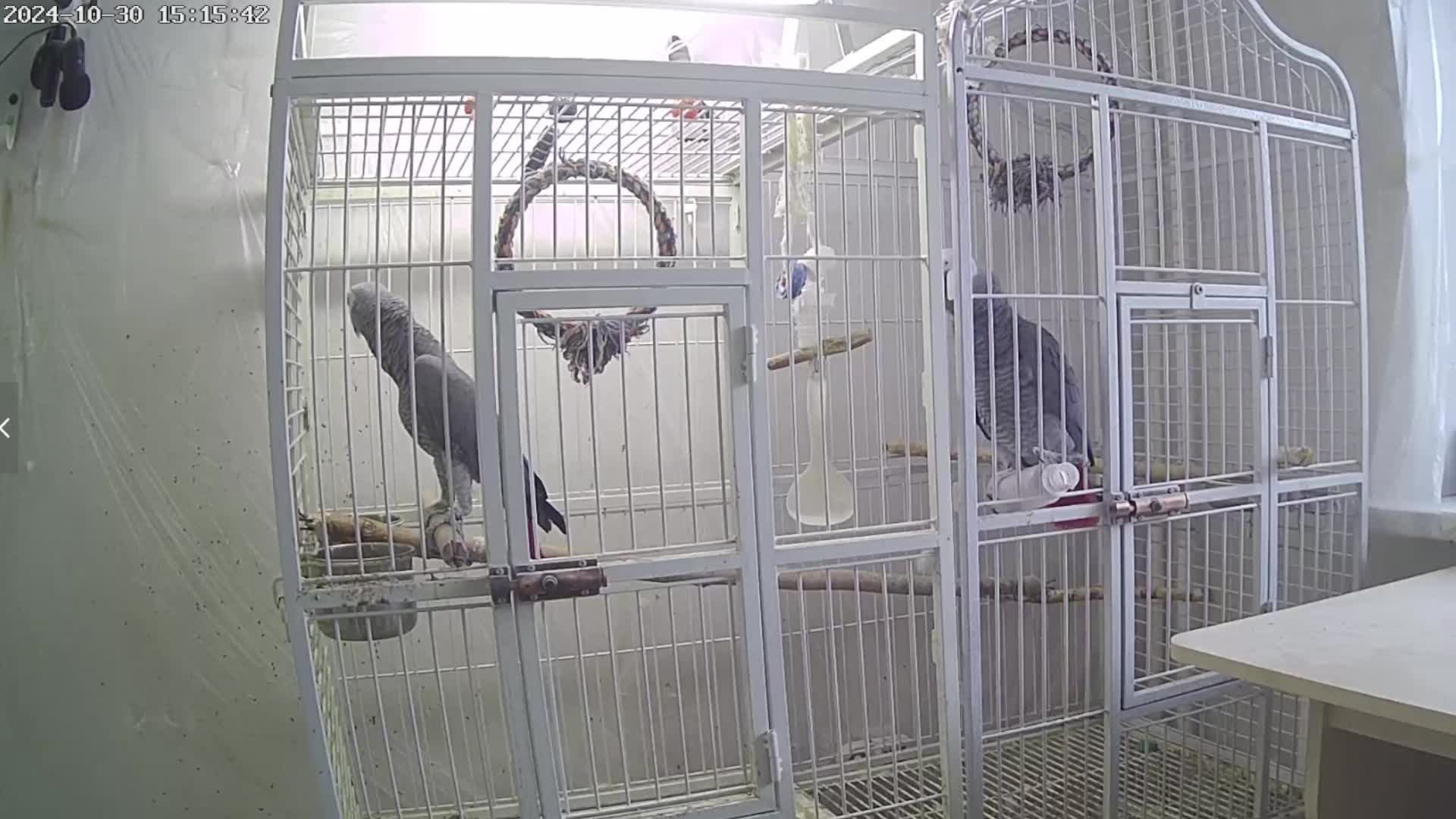 Попугаи Жако Contents of Gray African parrots