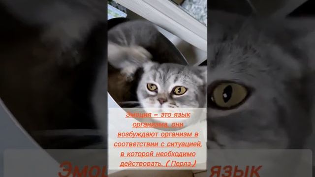 Эмоция. #гештальтпсихология