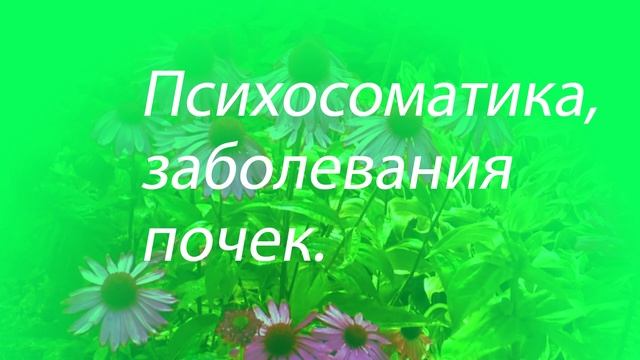 Психосоматика- заболевания почек.