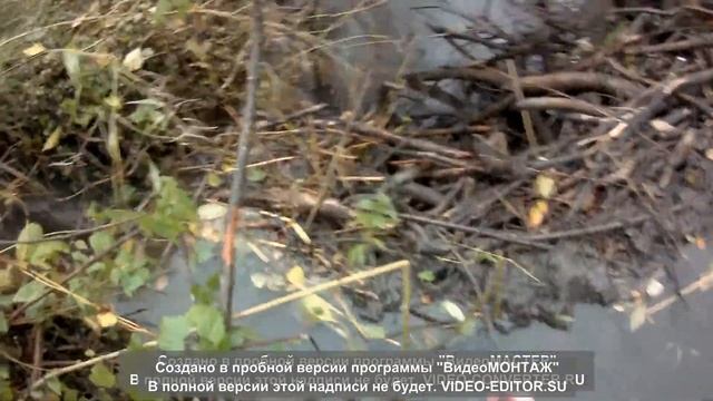 Охота на бобра. Моя первая охота капканами. Установка капканов КП-250. Часть 1