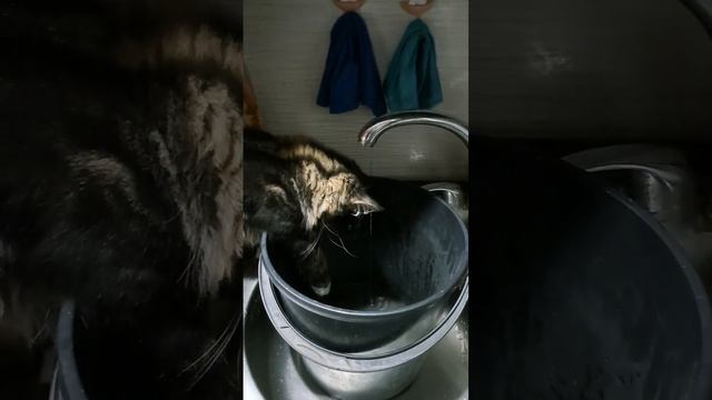 Милые котята мейнкуны играют с водой 😼