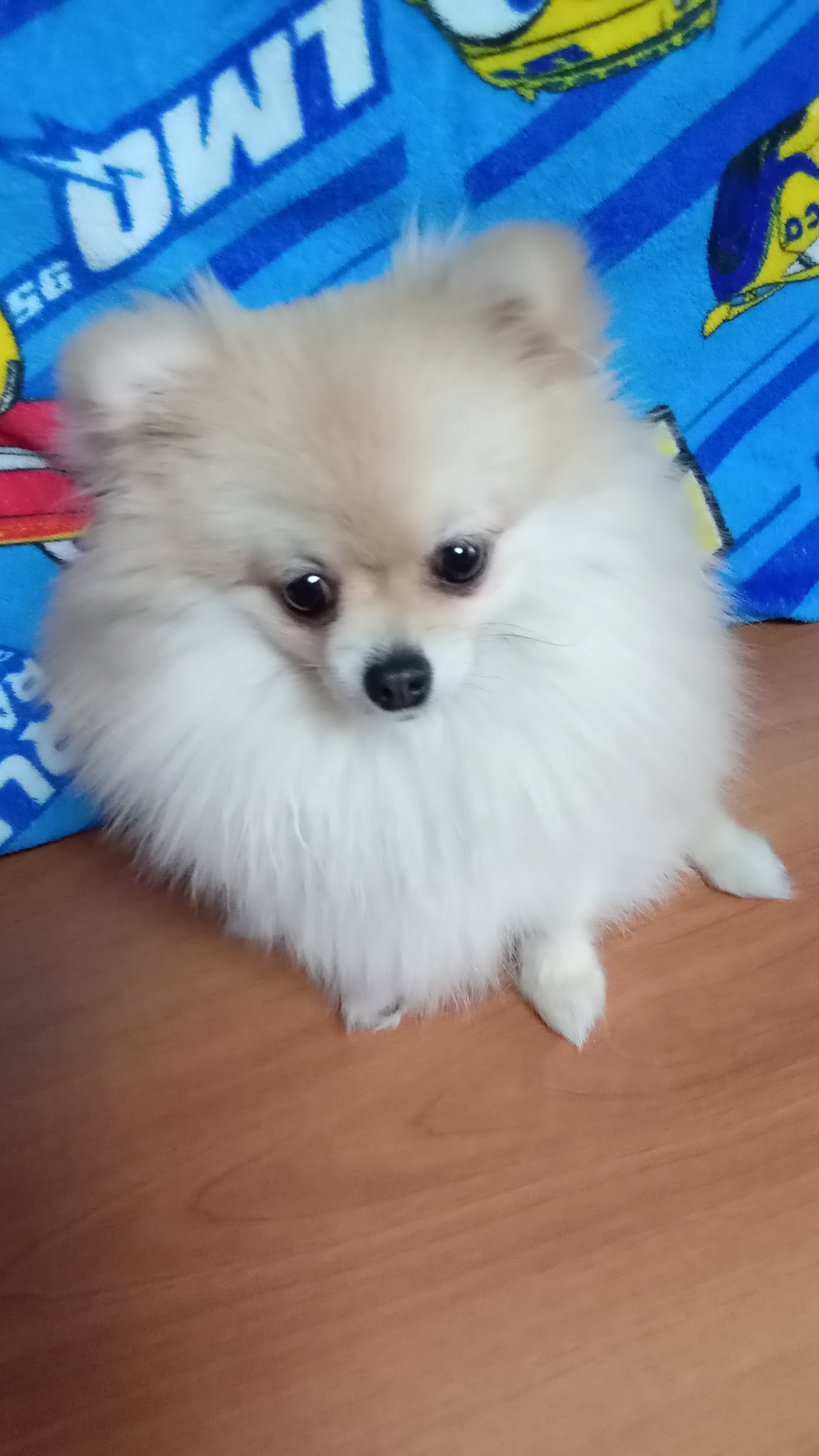 обзор на шпица