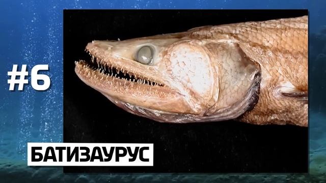 10 НЕОБЫЧНЫХ ПОДВОДНЫХ СУЩЕСТВ
