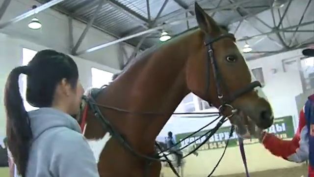 Где в Ростове. Конный спорт