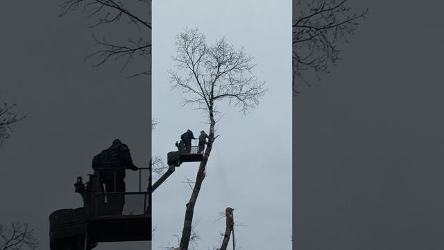 Хана забору! Спил деревьев. #деревья #спил #стройка #дом #забор #Тополь #бензопила #ветки #дерево