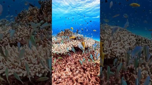 видео