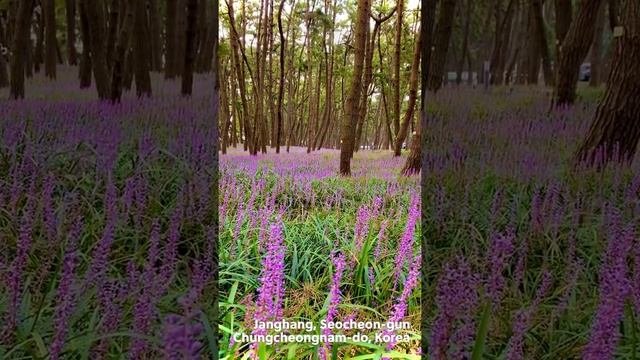 Scene of Pine Forest II in Seocheon, Korea [One Day One Scene_Day07]