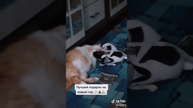 Привет ребята 🫶😺🕊️