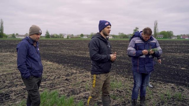 Сравнение протравителей - визуальный осмотр. АгроБатл 1 тур