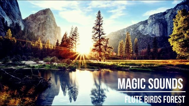 Focus, Relax, Meditate: Flute & Bird’s Song in the Forest