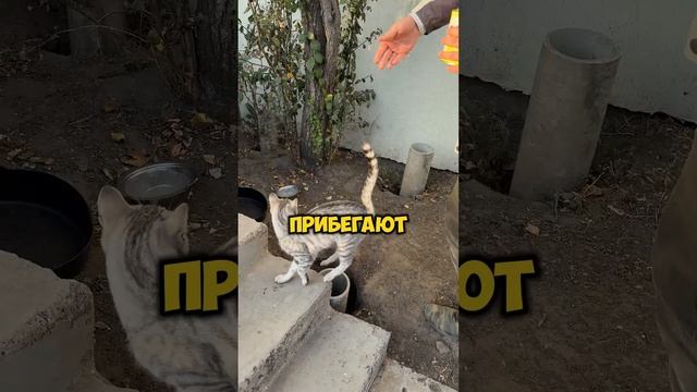 Кормим котиков