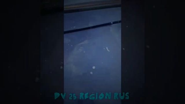 Как медведи счёт выставляют