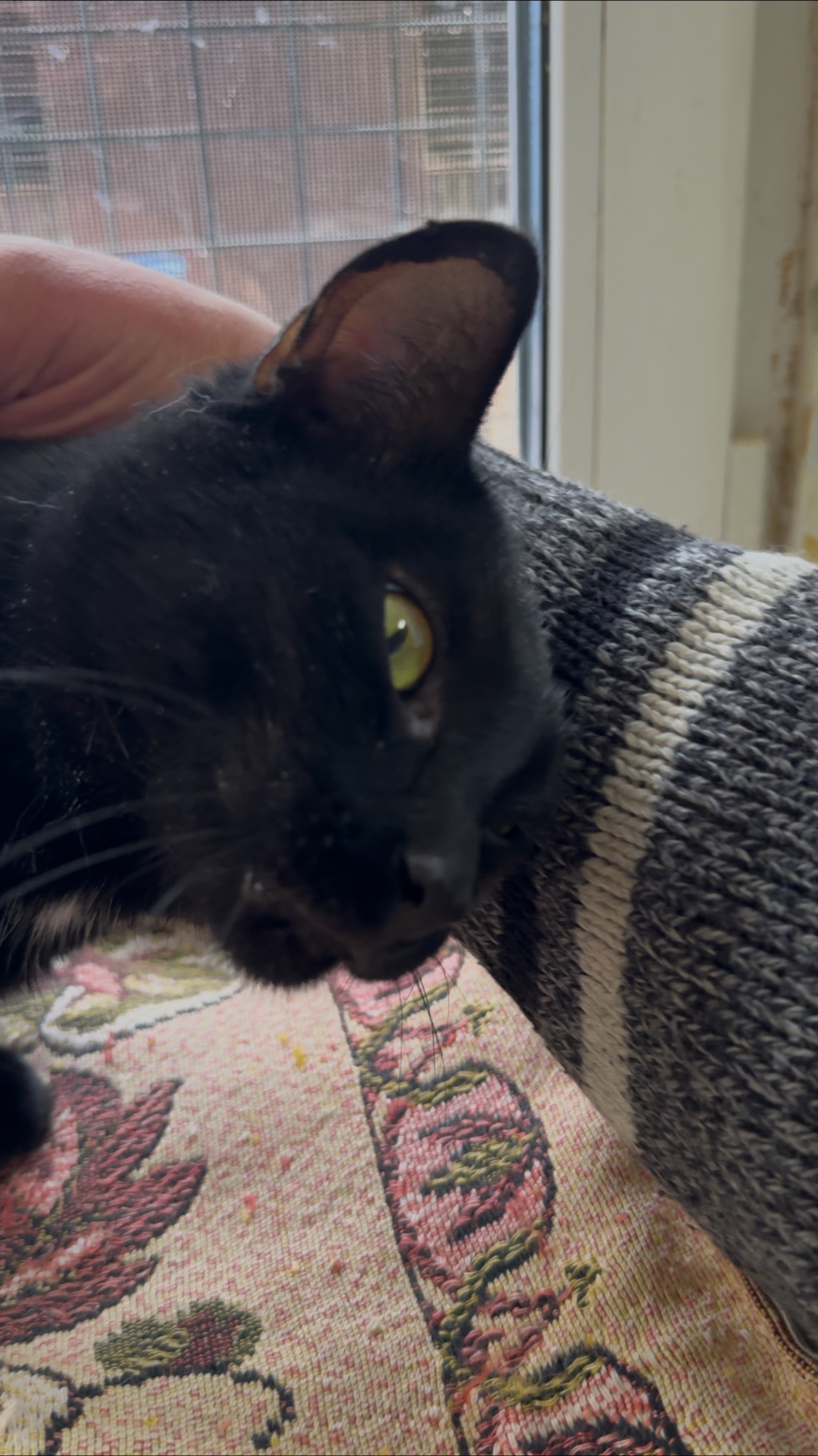 Любовь навсегда❤️❤️❤️🐈⬛🐈⬛