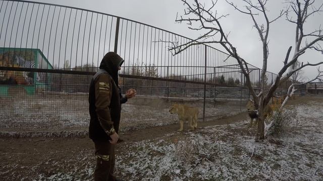 ПОСРЕДИ НЕСКОЛЬКИХ ДЕСЯТКОВ ГОЛОДНЫХ ЛЬВОВ !