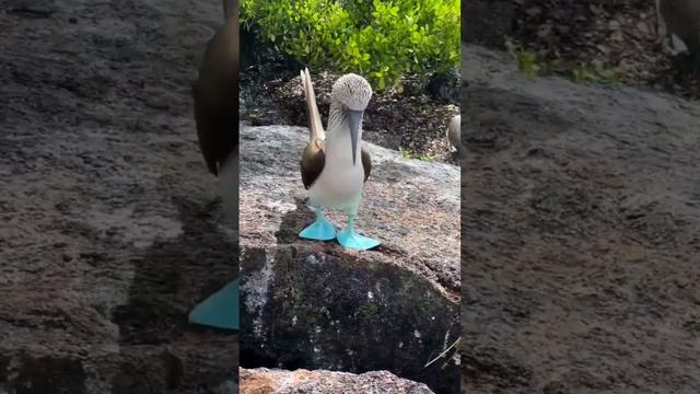 🐦 Синелапые олуши