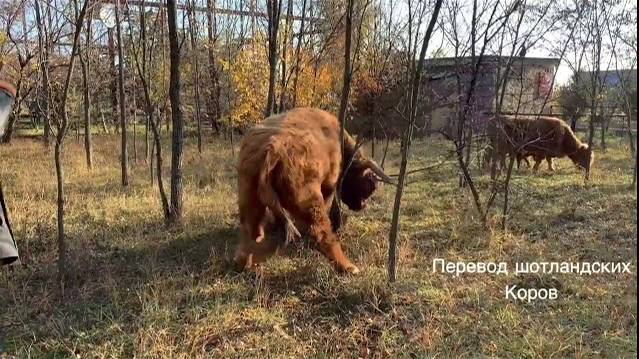 ЖЕСТКО ! Как мы перегоняли шотландских коров в новый вольер !