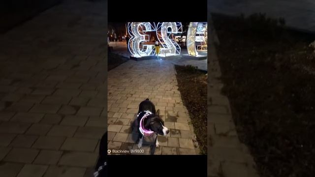 Телефон собрал фото с собакой в видео