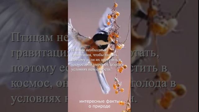 птицы, гравитация