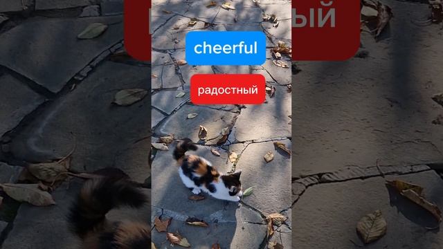 Английские прилагательные для описания характера.