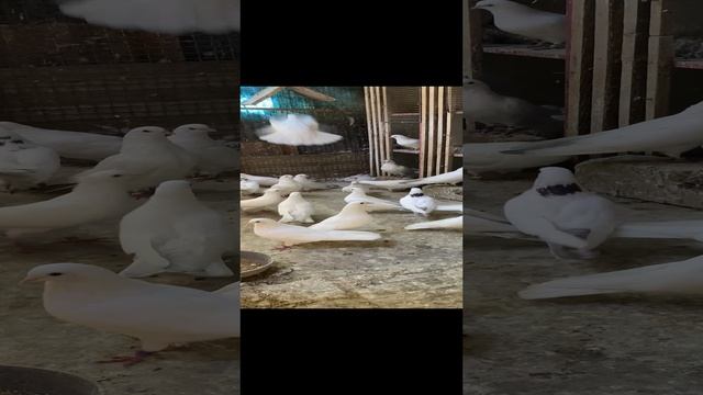 Бакинские голуби старопородние 31-10-2024