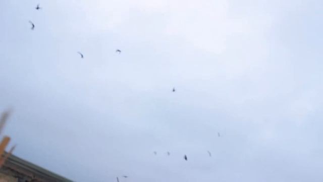 Midwest Grinders Pilot Video
