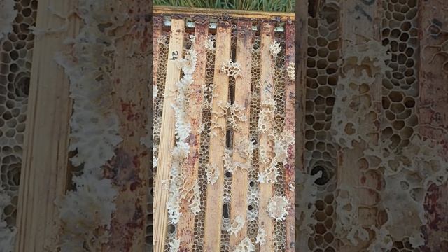 Боевые пчёлы. Забаррикадировались. #пчела #пчелосемья #пасека #мед #мёд #матка #улей #деревня #прир