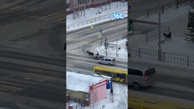 Гужевая повозка в Нижневартовске