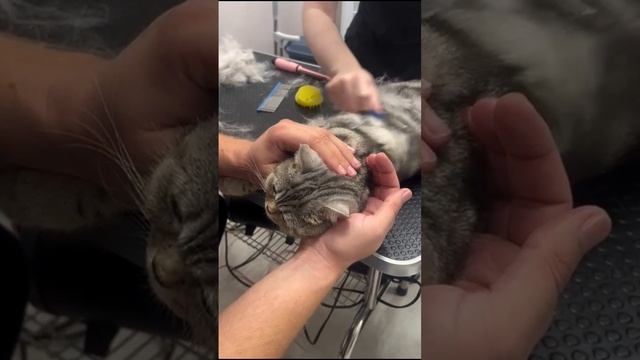 Подарили Иви поход в салон красоты 😻