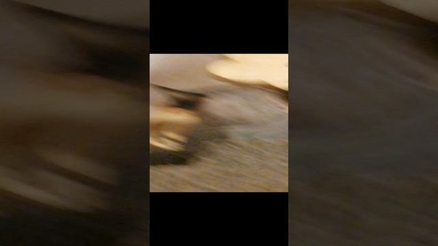 маленькие котики в скобочках нет