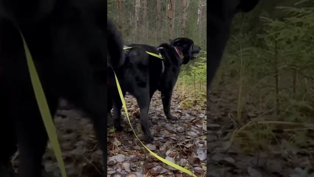 Ласки для волкособа Гул'дана