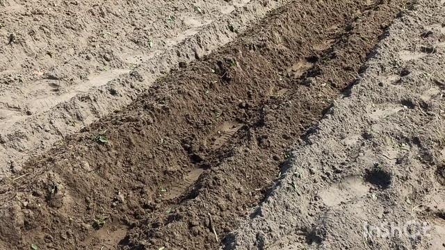 Мотоблок Агат. Посадка картофеля мотоблоком Агат. Мотоблок Агат.