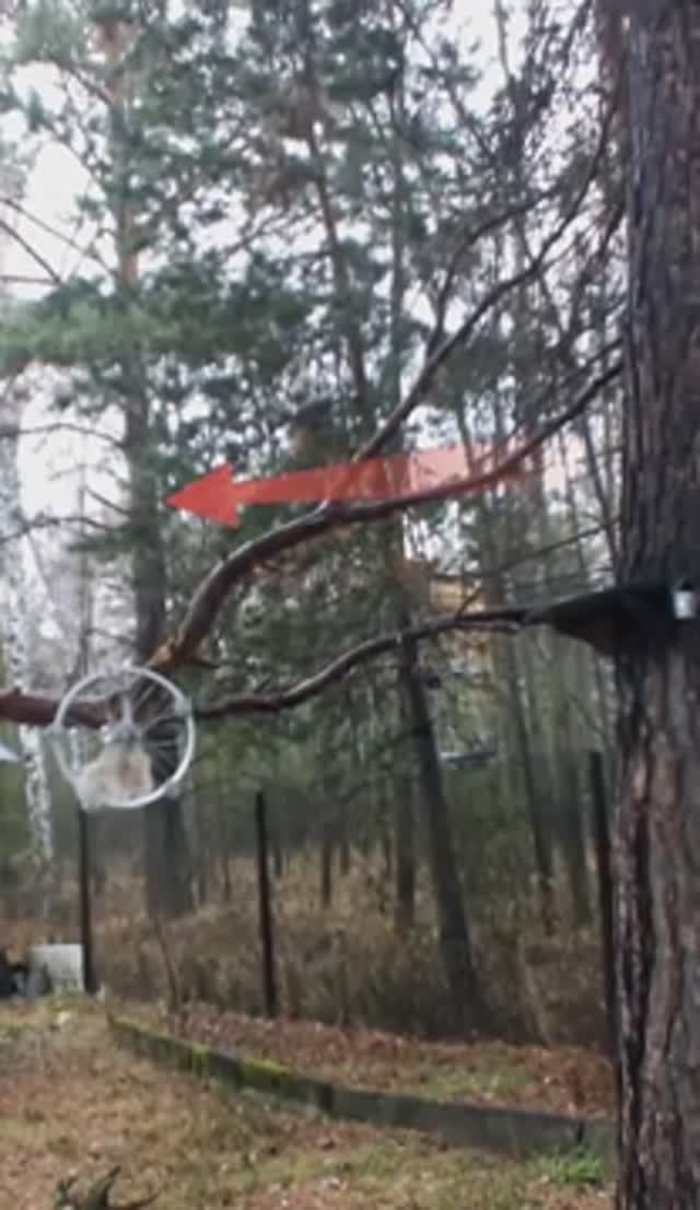 Белка далеко в лесу