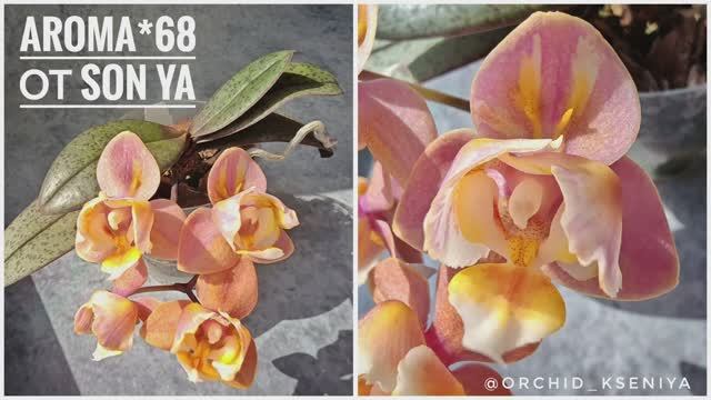 Phal. Aroma 68 от садовника Son Ya 🌸 Ароматная малышка орхидея в мутации пелор |  Первое цветение