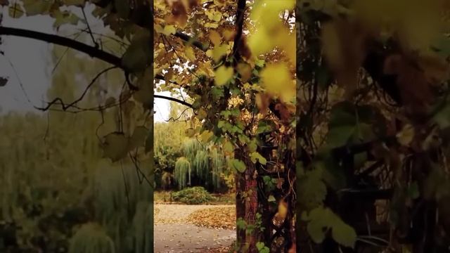 🍁Какая-то невероятная осенняя красота в Аптекарском огороде🍁