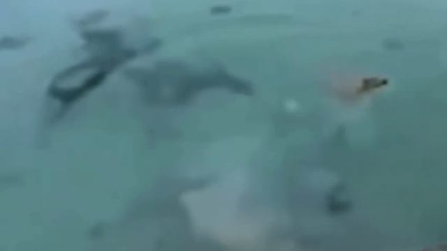 От него ещё ни одна акула не уходила🦈😠😂 ( видео про собак )