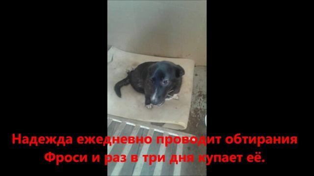 История Фроси 💖. Собаки-инвалида 👨🦽.
