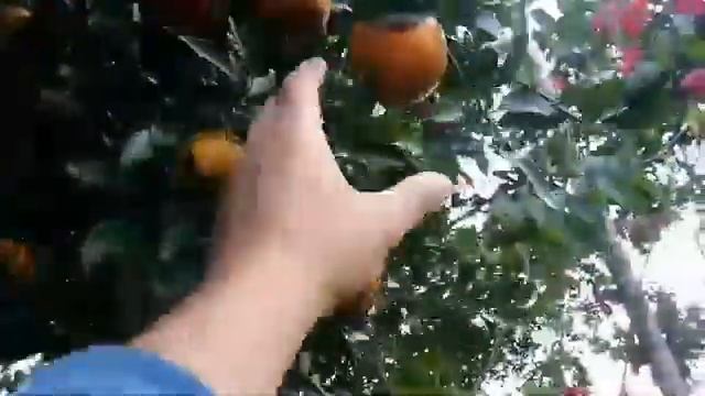 Sonapur local orange ll