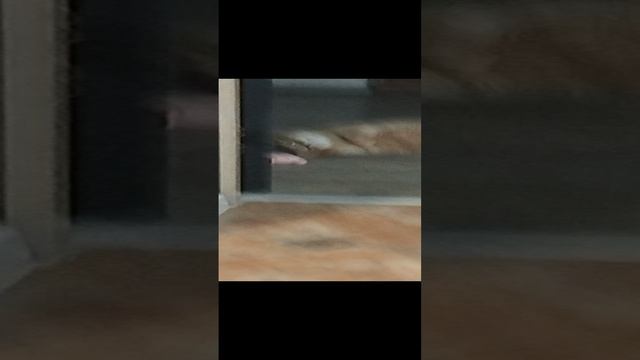 Мой кот 🐱 Симон